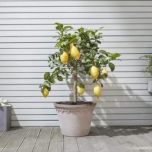 lemon-tree-d72b5c